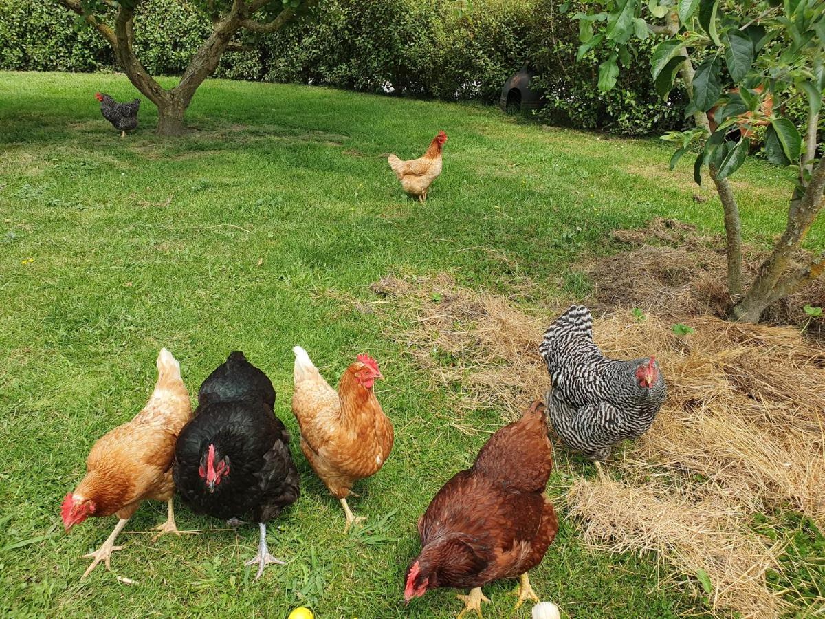 הוילה Upper Moutere Supplejack Gardens מראה חיצוני תמונה